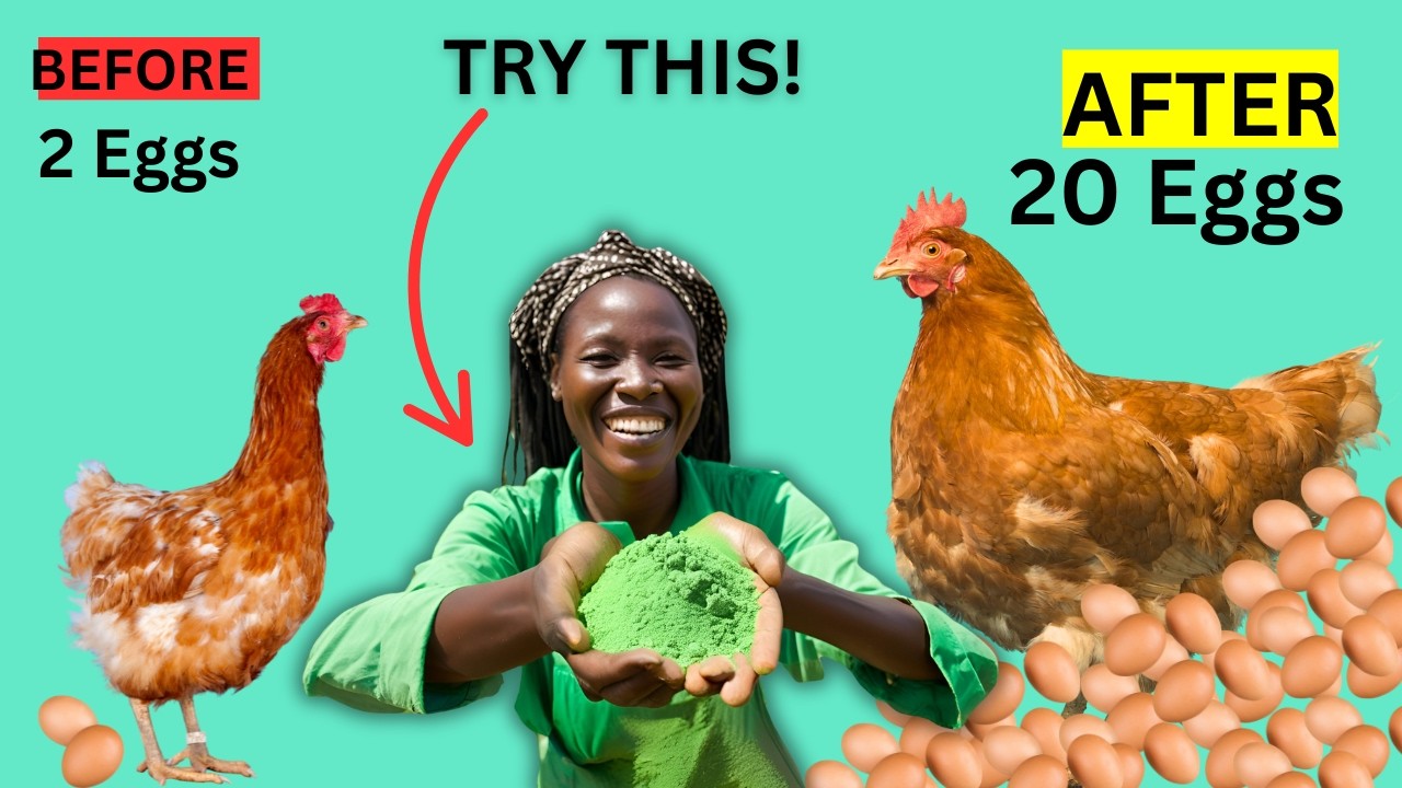 I Tried THIS & My Layers Started Laying Every Day! (Neem Leaf Powder)