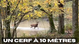 Chasse en Sologne  Tirs de 4 sangliers !