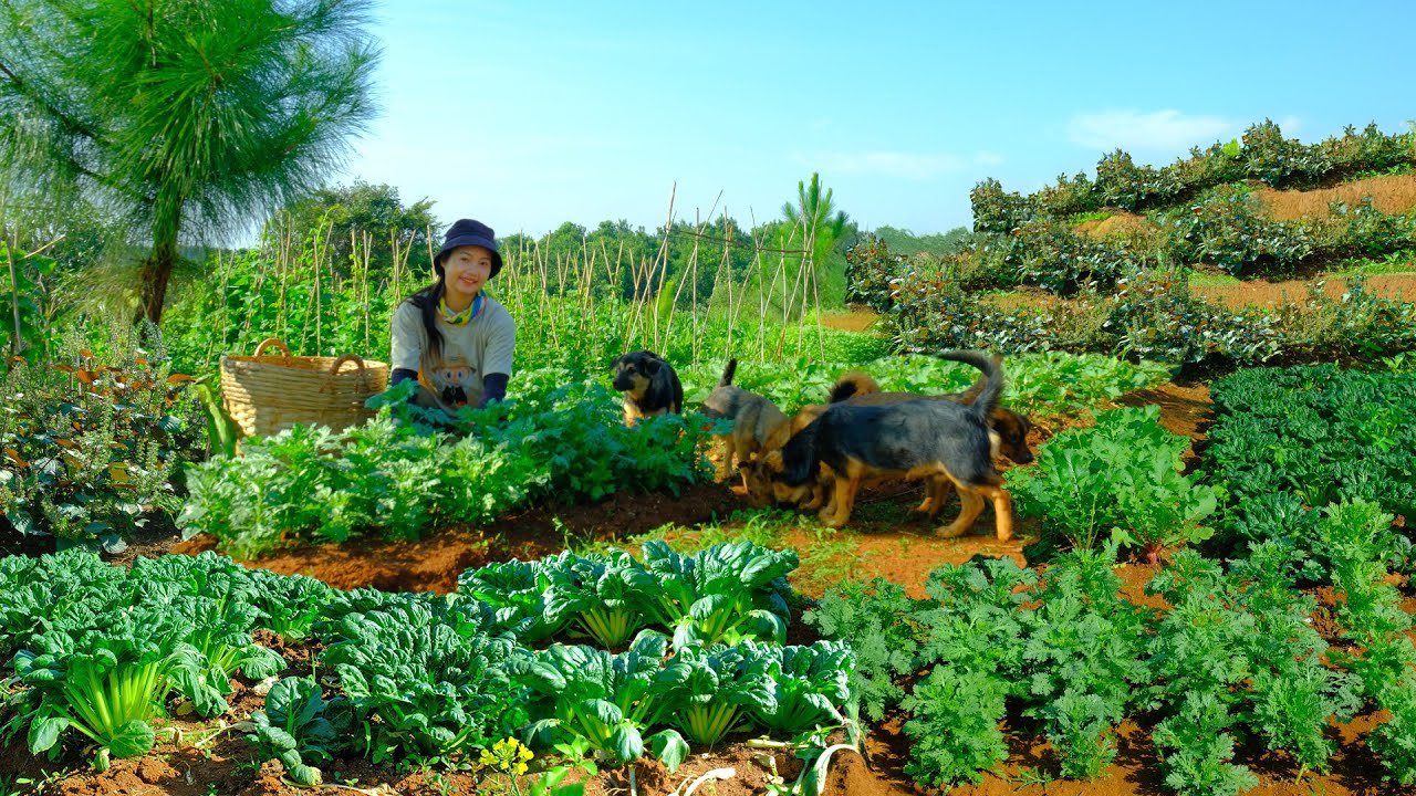 Relax With Harvest Farm Produce: Pink Mustard Greens, Crown Daisy, Perilla, Kale, Red Radish...