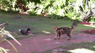 Are You Ready For A Puppy?