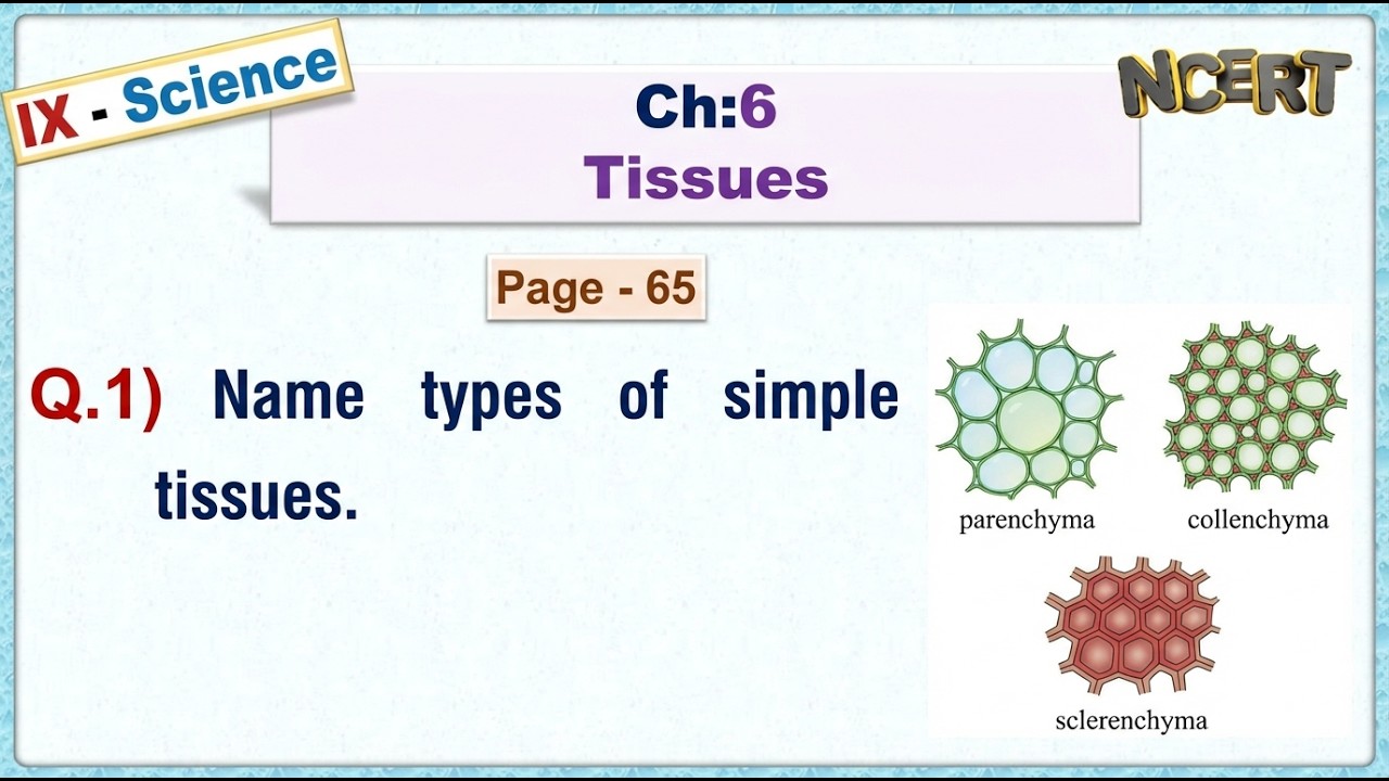 Ch:06 - Pg:65 - Q.1) Name types of simple tissues.