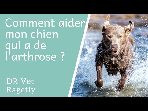 Vidéo: Symptômes de l'arthrite pour chiens et remèdes à la maison