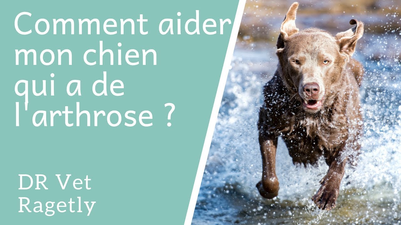 Soulager l'Arthrose du Chien – ADVETIA