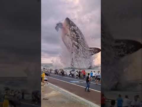 Видео: Сандвич сьомга