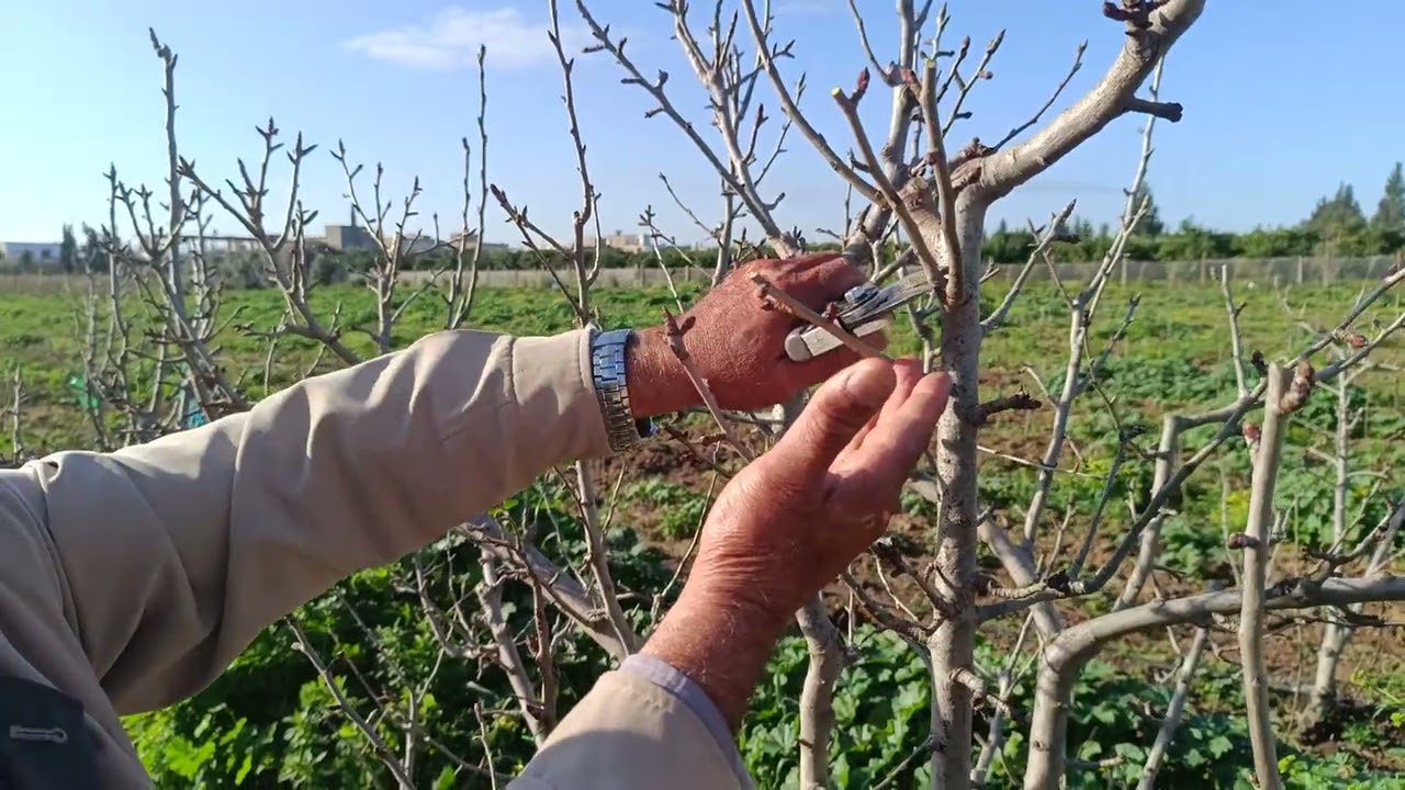 درس كامل تطبيقي و مهم حول إجاص Alexandrine