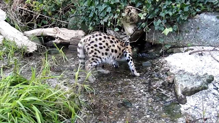 Watch the video about Stewie