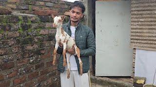 Quality Barbari goats at Ammar Goats Aurangabad Chamatkari Setup