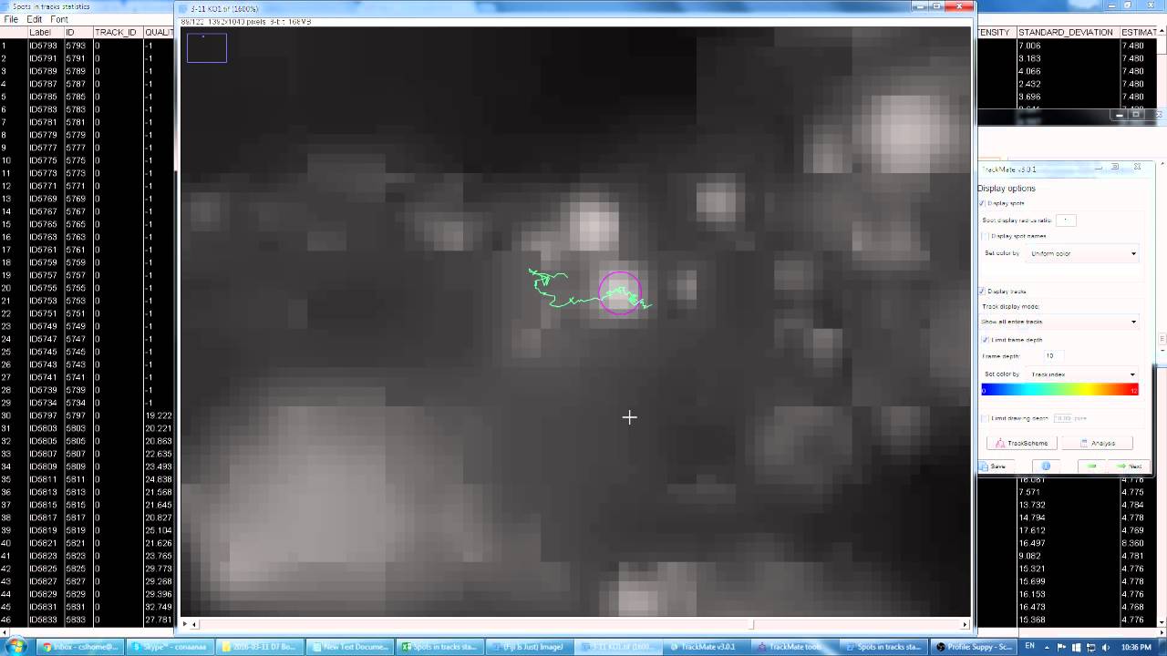 ImageJ Trackmate Moving Lipid Droplet Tracking - YouTube