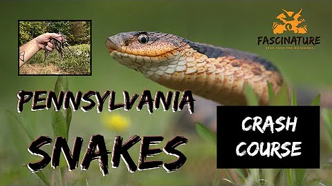 Pennsylvania Snakes, A Crash Course - World Snake Day