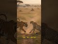 Who would win?.....Tiger vs Cheetah #apexpredator #animalclash #animalfight