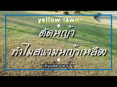 วีดีโอ: ซ่อมสนามหญ้าสีน้ำตาล - จะทำอย่างไรเมื่อสนามหญ้ามีจุดสีน้ำตาล