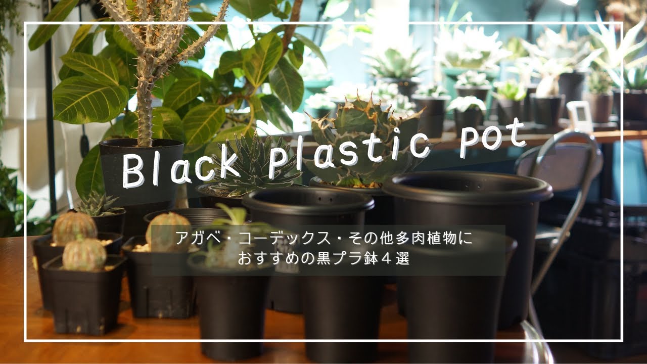 アガベ コーデックス その他多肉植物におすすめの黒プラ鉢4選 Youtube