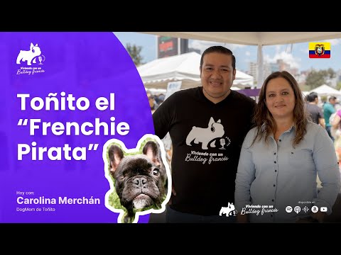 Viviendo con un Bulldog Francés: Toñito El "Frenchie Pirata" ft Carolina Merchán