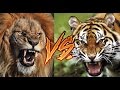 tiger vs  lion النمر ضد الأسد