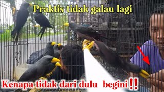 Download Lagu 🔴 Tips saya memilih jalak rio rio ombyokan | jantan betina sama saja yang penting mau Begini ‼ MP3