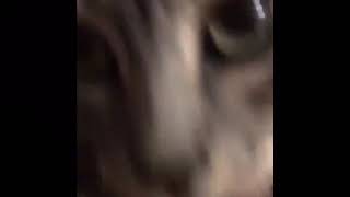 The final countdown kazoo