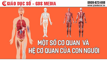 Một số cơ quan và hệ cơ quan của con người