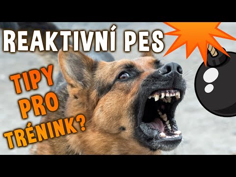 Video: Jak vycvičit vnitřní psí spát venku