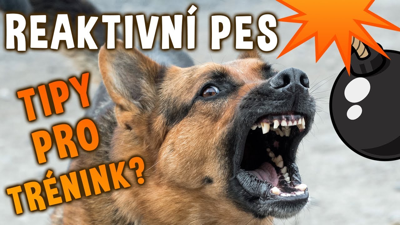 10 tipů, jak pracovat s reaktivním psem | Psínovinky.cz
