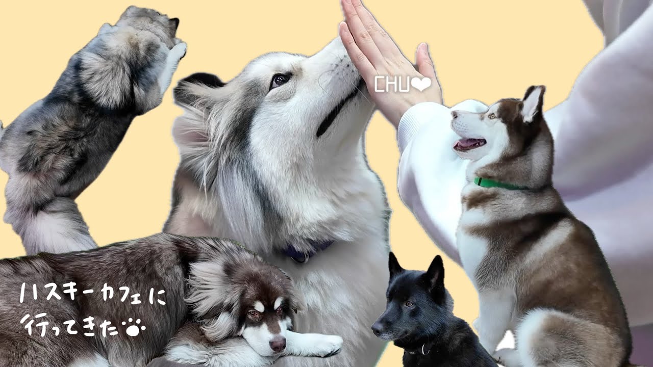 ハスキーカフェに行ってきた🐾｜HUSKY CAFE TOKYO（ハスキーカフェ東京）🐶💖