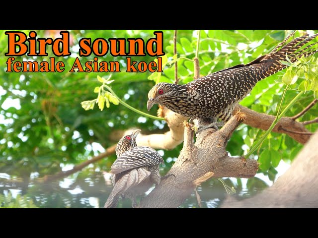 Suara burung koel Asia betina Burung Common Koel Eudynamys scolopaceus class=