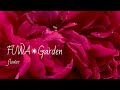 【ガーデニング】9月下旬 秋バラが可愛い|||FUWA Garden |||2020.SEPTEMBER