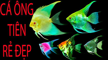 CÁ ÔNG TIÊN RẺ ĐẸP -  SÀN CÁ CẢNH - TV