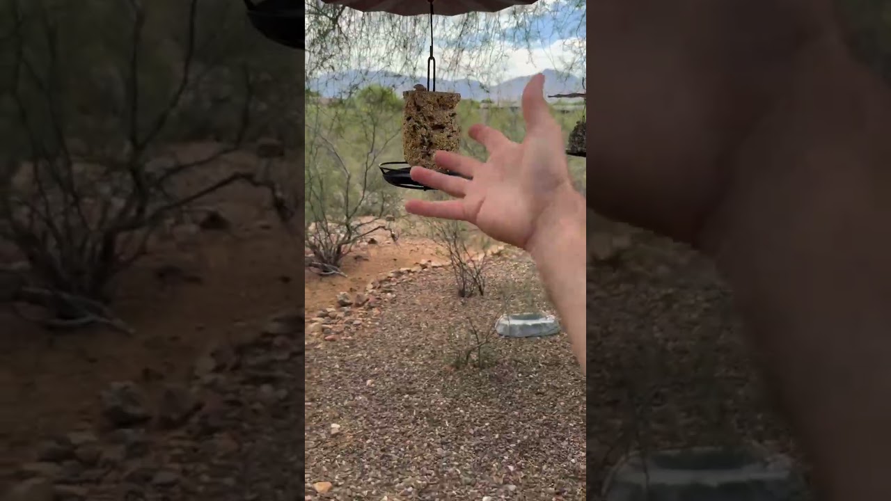 Bird feeders = Rattlesnake feeders