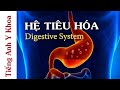 Ting anh chuyn ngnh y khoa  h tiu ha  digestive system