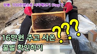 구매한 꿀벌 확인하기, 100만원으로 양봉 시작해보기 Step 5