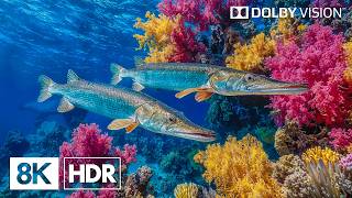 Amazing Deep Sea Creatures in 8K HDR | Dolby Vision™