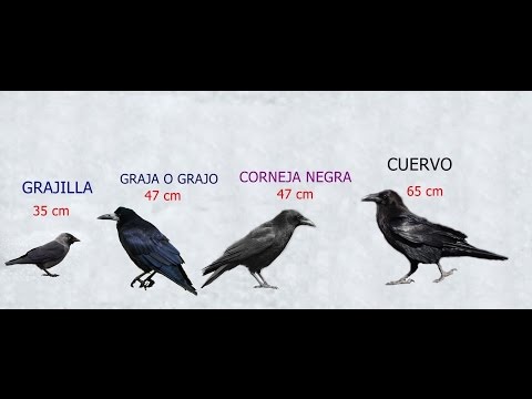Diferencias entre, Cuervo,corneja,grajo o graja y grajilla . hqdefault