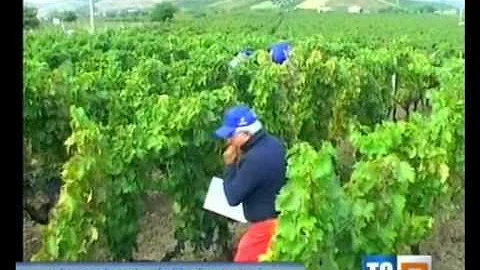 Quale zona della Calabria è specializzata nella viticoltura?