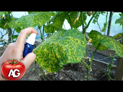 Video: Angular Leaf Spot Control: Cara Mengobati Cucurbits Dengan Angular Leaf Spot