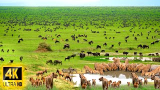 4K African Animals: Discover Beautiful Wildlife of Zimanga National Park - Real Sounds & Calm Music