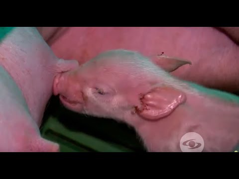 Video: Cómo Tratar A Los Lechones