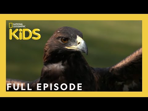 Kirby the Falconer | Weird But True! | S1 E13 | Full Episode | @natgeokids