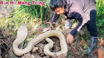 Cuộc Gọi Khẩn Cấp Của Bác Nông Dân Phát Hiện 1 Con Rắn Hổ Mang Nặng 5kg Bò Vào Trong Vườn