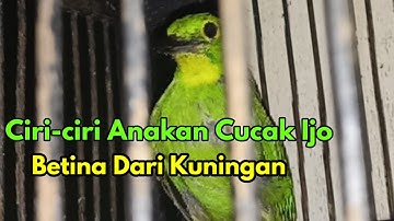 Ciri-ciri cucak ijo betina dari anakan kuningan plus cara jinakan burung cucak ijo masih liar
