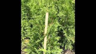 Fast Growing Leyland Cypresses