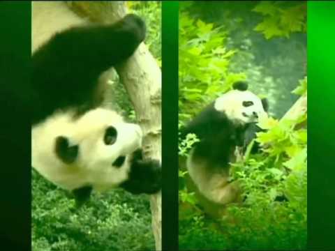 Video: Why The Panda Is One Of The Symbols Of China