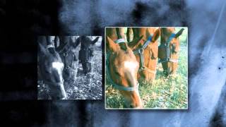 Richard Varner Polo Days