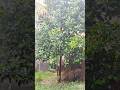 Ei meghla dine ekla ghore Thakena to mon🌧🌧#shorts #ytshorts #rainyday #viralvideo