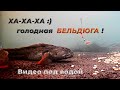 Поглумился над бельдюгой. Видео под водой. Остров Сахалин, Найба.