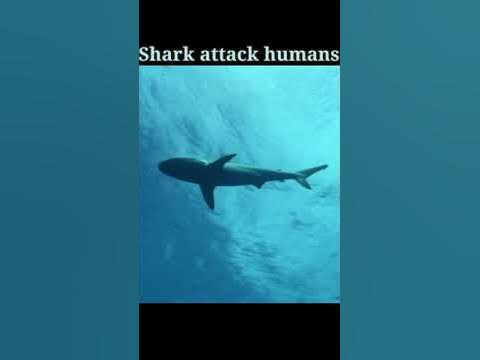 Shark attack humans😱😰🔥#shorts - YouTube