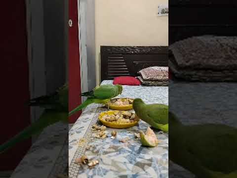 चुलबुल जोजो की मस्ती और गुस्सा 😡😂 | Funny Parrot Moments |