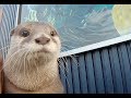 Finally Aty got a girlfriend!? [Otter life Day 145] アティがお見合い！？ついに彼女ができた！？