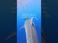 No Amount of Wealth Is Worth a Dead Ocean (Sharks Are the Key) 🌊🦈 #sharks #oceanconservation #avi