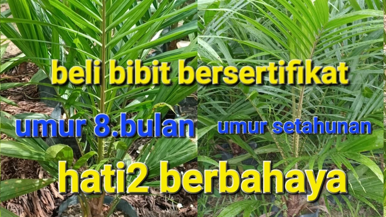 Sudah mendatangi pembibitan dan cek sertifikatnya., tpi masih banyak kedapatan buah jantan/landak.??