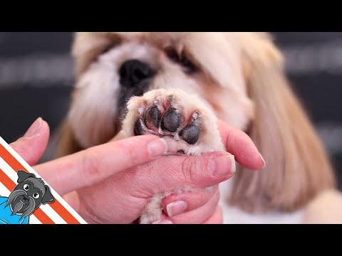 Video: Wie Man Einen Shih Tzu Sh Schneidet